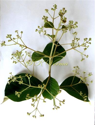  Inflorescence